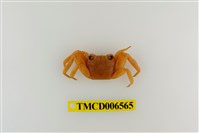 藏品(白紋方蟹)的圖片